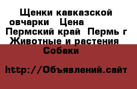 Щенки кавказской овчарки › Цена ­ 10 000 - Пермский край, Пермь г. Животные и растения » Собаки   